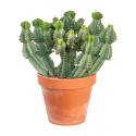 Euphorbia Cactus Cooperi S 50 cm kamerplant