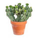 Euphorbia Cactus Cooperi S 50 cm kamerplant