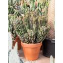 Euphorbia Cactus Enopla 80 cm kamerplant