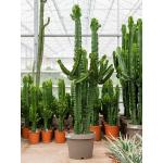 Euphorbia Cactus Erytrea L 180 cm kamerplant