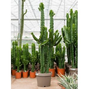 Euphorbia Cactus Erytrea L 180 cm kamerplant