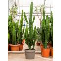 Euphorbia Cactus Erytrea L 210 cm kamerplant