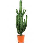 Euphorbia Cactus Erytrea M 170 cm kamerplant