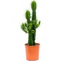 Euphorbia Cactus Erytrea S 100 cm kamerplant