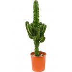 Euphorbia Cactus Erytrea XS 90 cm kamerplant