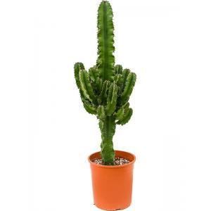 Euphorbia Cactus Erytrea XS 90 cm kamerplant