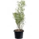 Euphorbia Cactus Fiherenensis M 160 cm kamerplant
