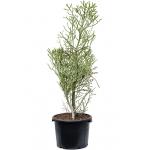 Euphorbia Cactus Fiherenensis M 160 cm kamerplant