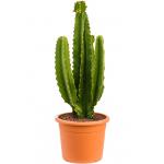 Euphorbia Cactus Ingens M 90 cm kamerplant
