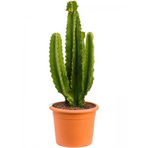 Euphorbia Cactus Ingens M 90 cm kamerplant