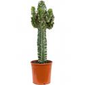 Euphorbia Cactus Ingens Marmorata S 70 cm kamerplant