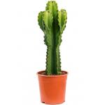 Euphorbia Cactus Ingens S 80 cm kamerplant