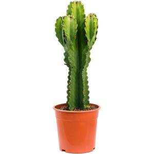 Euphorbia Cactus Ingens S 80 cm kamerplant