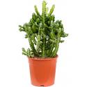 Euphorbia Cactus Lactea M 65 cm kamerplant