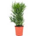 Euphorbia Cactus Tirucalli S 80 cm kamerplant