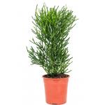 Euphorbia Cactus Tirucalli S 80 cm kamerplant