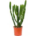 Euphorbia Cactus Triangularis 45 cm kamerplant