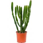 Euphorbia Cactus Triangularis 45 cm kamerplant