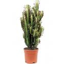 Euphorbia Cactus Trigona Rubra M 55 cm kamerplant