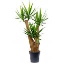 Palmlelie Yucca Elephantipes M 130 cm kamerplant