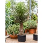 Palmlelie Yucca Filifera XL 200 cm kamerplant