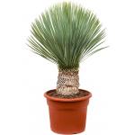 Palmlelie Yucca Rostrata M 105 cm kamerplant