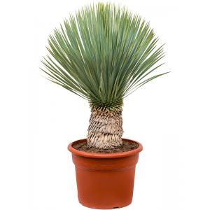 Palmlelie Yucca Rostrata M 105 cm kamerplant