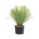 Palmlelie Yucca Rostrata S 70 cm kamerplant