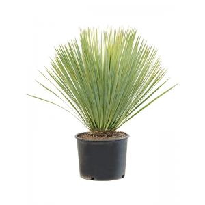 Palmlelie Yucca Rostrata S 70 cm kamerplant
