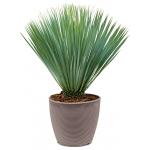 Palmlelie Yucca Rostrata S 90 cm kamerplant