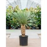 Palmlelie Yucca Rostrata XL 135 cm kamerplant