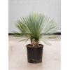 Palmlelie Yucca Rostrata XS 85 cm kamerplant