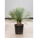 Palmlelie Yucca Rostrata XS 85 cm kamerplant