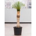 Palmlelie Yucca Rostrata  XXL150 cm kamerplant