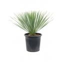 Palmlelie Yucca Rostrata XXS 65 cm kamerplant
