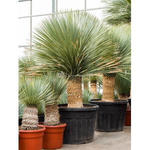 Palmlelie Yucca Rostrata XXXL 190 cm kamerplant