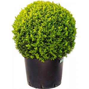 Buxus Sempervirens Bol L 80 cm tuinplant