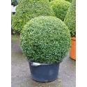 Buxus Sempervirens Bol XL 110 cm tuinplant