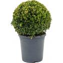 Buxus Sempervirens Bol XS 45 cm tuinplant