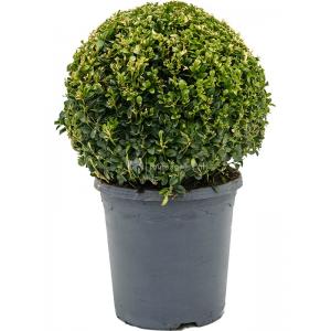 Buxus Sempervirens Bol XS 45 cm tuinplant