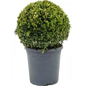 Buxus Sempervirens Bol XS 45 cm tuinplant