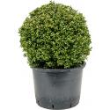 Buxus vervanger Ilex Crenata Convexa Bol L 65 cm tuinplant