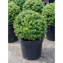 Buxus vervanger Ilex Crenata Convexa Bol M 60 cm tuinplant