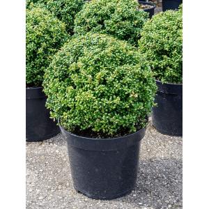 Buxus vervanger Ilex Crenata Convexa Bol M 60 cm tuinplant