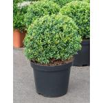 Buxus vervanger Ilex Crenata Convexa Bol S 55 cm tuinplant