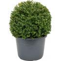 Buxus vervanger Ilex Crenata Convexa Bol XL 70 cm tuinplant