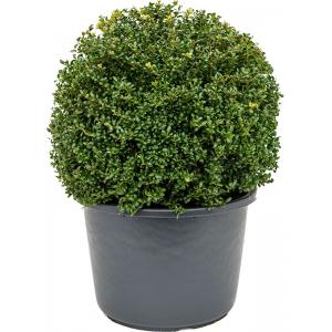 Buxus vervanger Ilex Crenata Convexa Bol XL 70 cm tuinplant