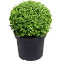 Buxus vervanger Ilex Crenata Convexa Bol XS 50 cm tuinplant