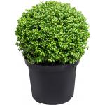 Buxus vervanger Ilex Crenata Convexa Bol XS 50 cm tuinplant