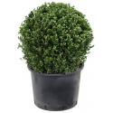 Buxus vervanger Ilex Crenata Dark Green Bol L 60 cm tuinplant